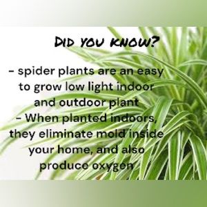 Make your plants work for you. Keep the air and humidity in check.